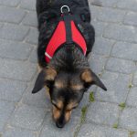 Tensionless harness for dogs + leash M
