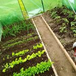 Garden greenhouse 3 X 2 X 2 cm