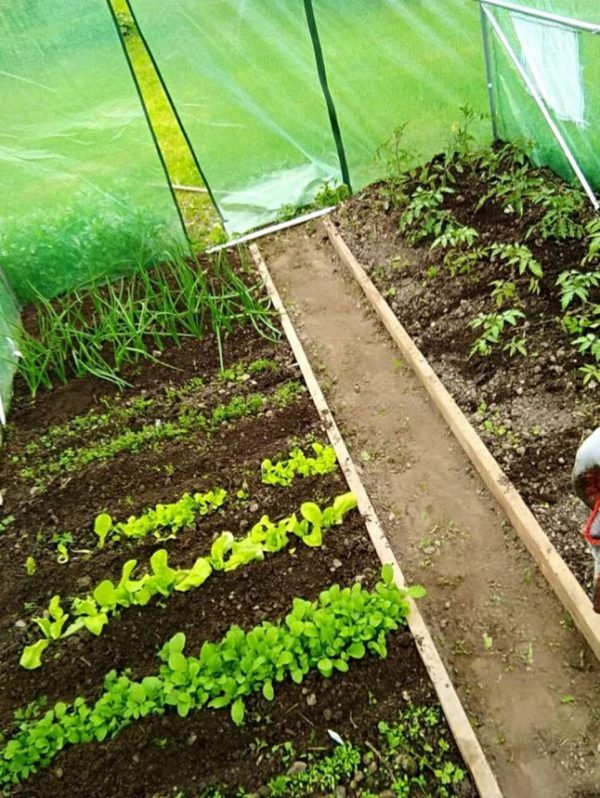 Garden greenhouse 3 X 2 X 2 cm