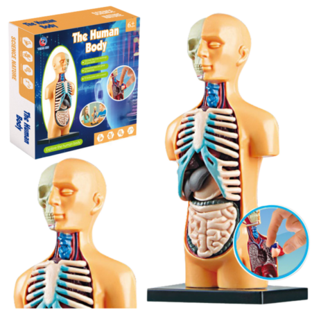 Educational Anatomical Model Human Body Organs