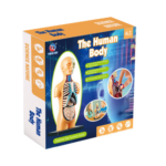Educational Anatomical Model Human Body Organs